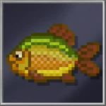 Carp