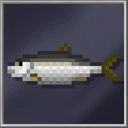 Herring